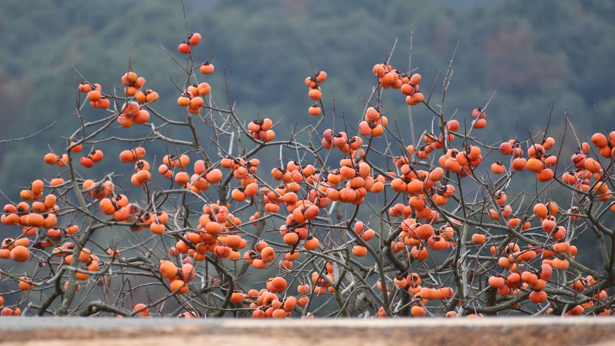 12.6 摘柿子团建