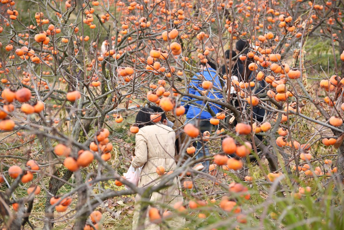 12.6 摘柿子团建1